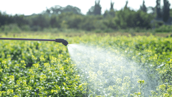 Common Mosquito Species and Garden Pests