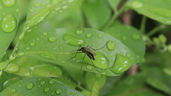 The Life of a Mosquito