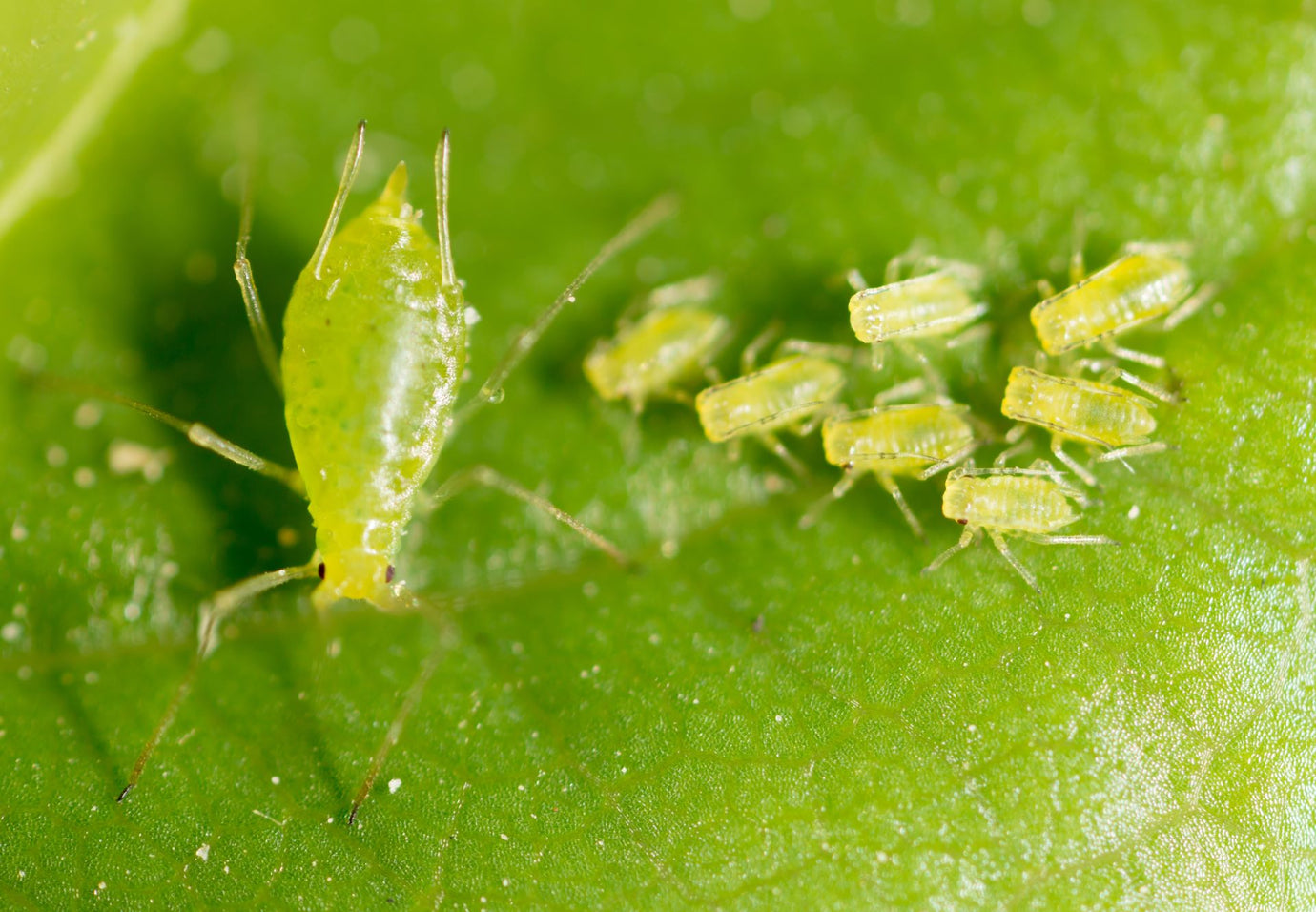 Common Garden Pests and How to Treat Them | Moogo