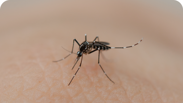 Ways to Protect Your Yard from Mosquitoes