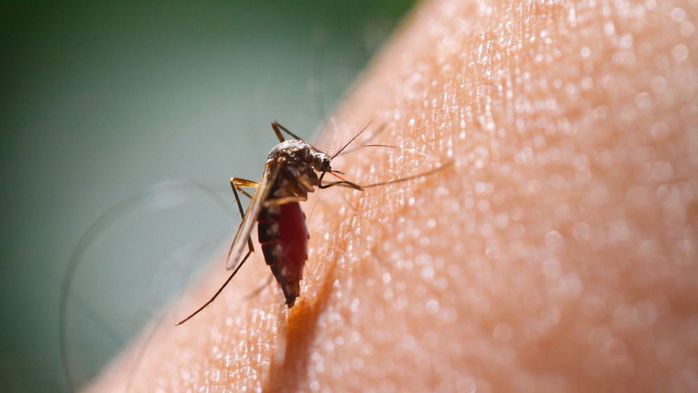 Are Mosquitoes Getting Harder to Kill? Understanding and Tackling Pesticide Resistance