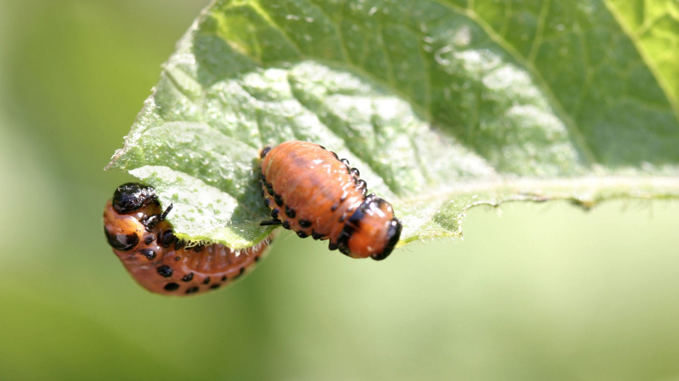 Beyond Mosquitoes: Utilizing Misting Systems for Broader Pest Control