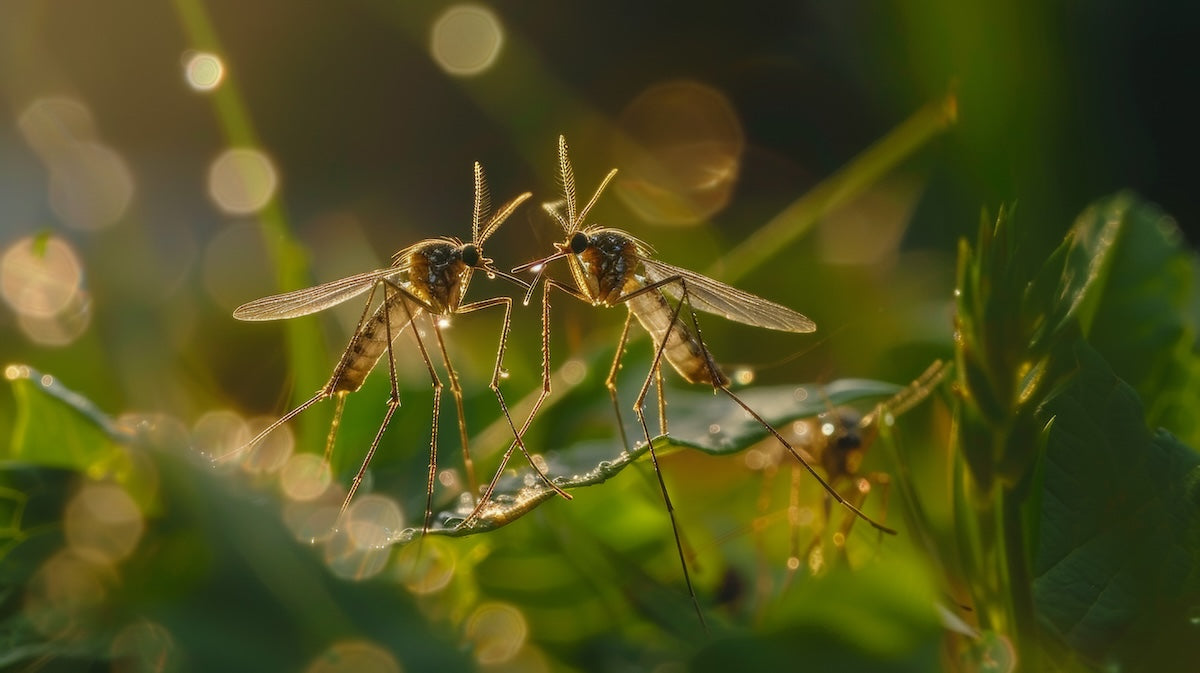 Preventing Mosquito Bites and the West Nile Virus