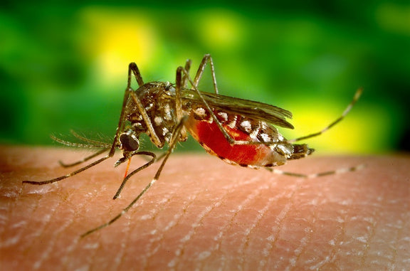 A Guide to Natural Home Remedies for Mosquito Bites