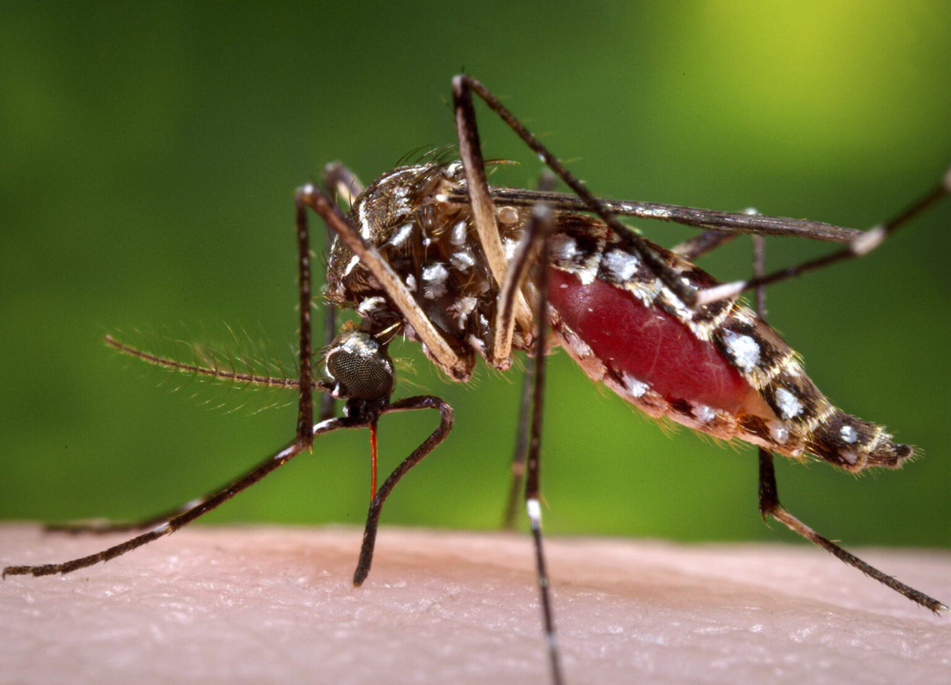 Winter Mosquito Control Tips